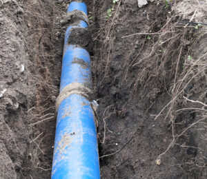 Tree roots and sewer line
