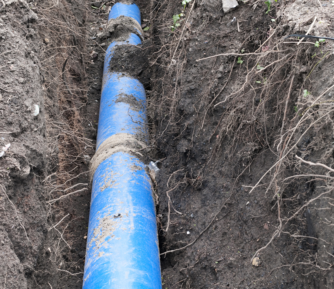Tree roots and sewer line